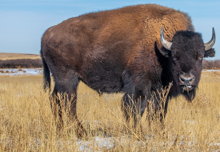 Bizon in natuurpark bij Whitehorse, Yukon, Canada Bizon in natuurpark bij Whitehorse, Yukon, Canada