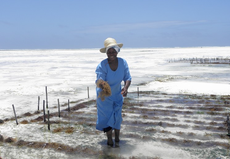 Bij eb lopen lokale vrouwen de zee in om zeewier te verzamelen Bij eb lopen lokale vrouwen de zee in om zeewier te verzamelen
