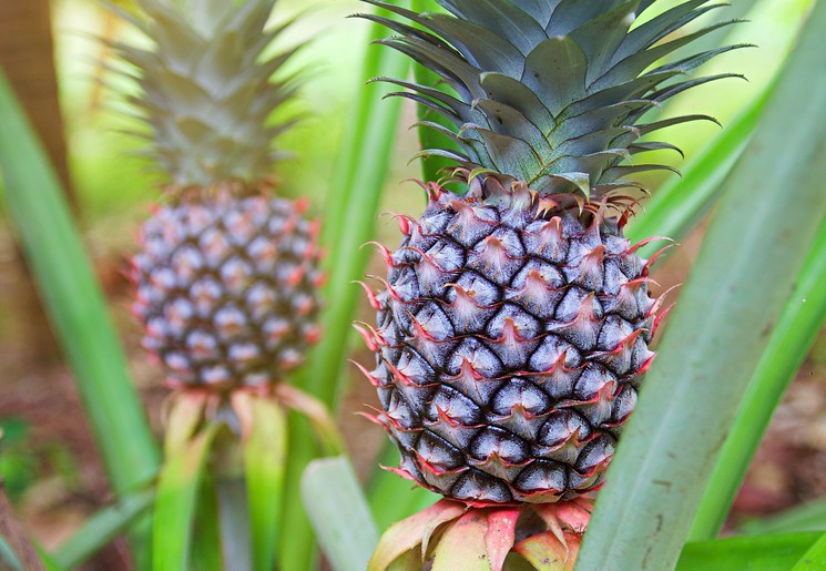 Ananasplant op de spice farm, Zanzibar