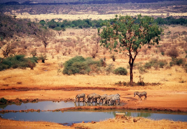 Drinkende zebra's aan waterdrinkplaats in Tsavo, Kenia