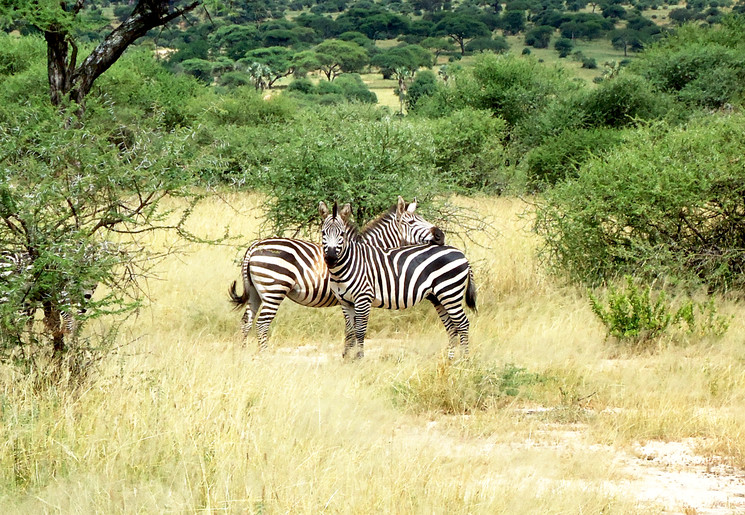 Zebra's in love, Tanzania