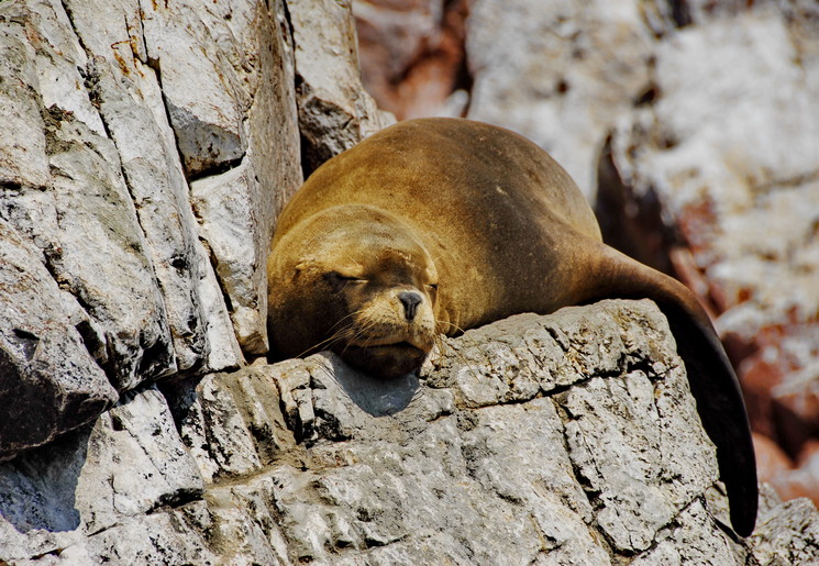 Zeeleeuw-bij-Islas-Ballestas-1(10)