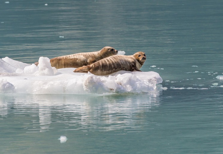 Zeehonden op ijsschots, Alaska, Amerika