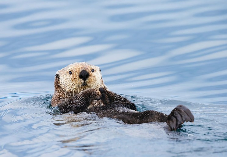 Zeeotter drijft rustig op zijn rug, Alaska, Amerika
