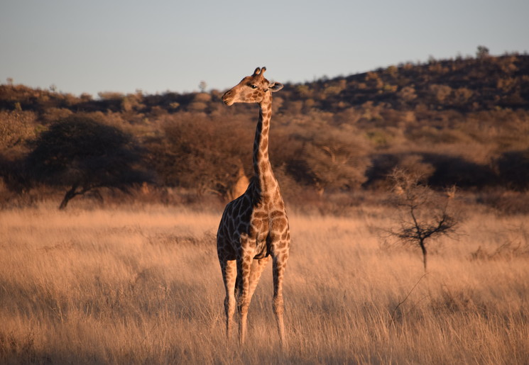 Giraffen in Namibië