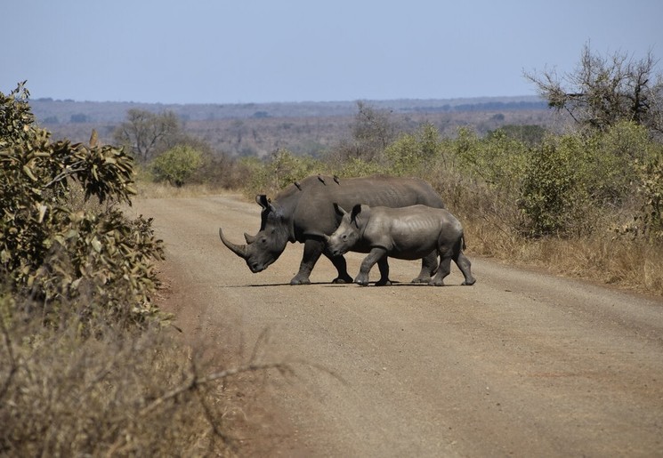 Neushoorns in Kruger National Park Neushoorns in Kruger National Park