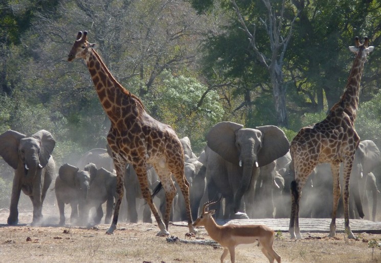 Onvergetelijke momenten met de dieren vastleggen