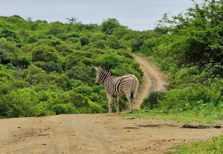 Zebra op pad in Zuid-Afrika