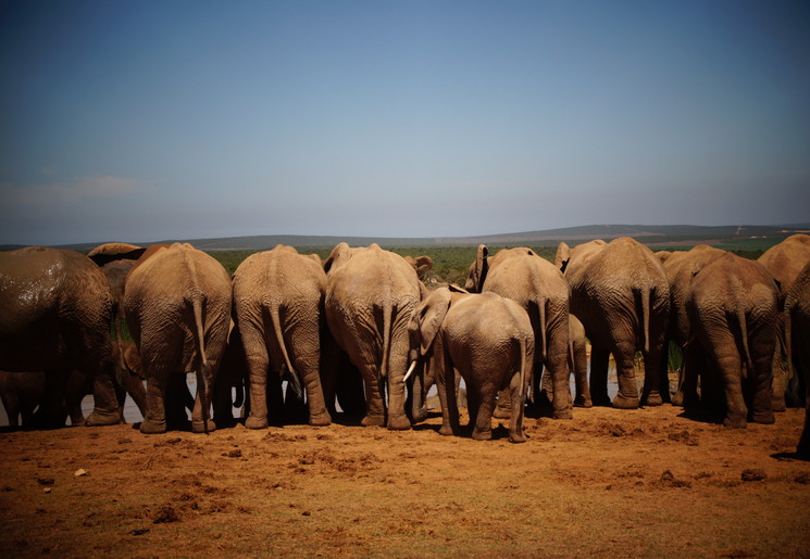 Zuid-Afrika-Addo-Olifanten