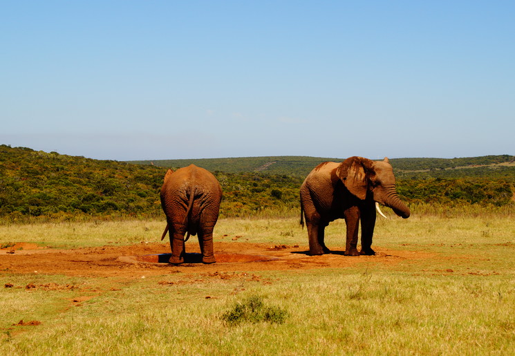 Addo-Elephant-Park-zebra