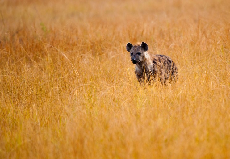 De hyena gaat op zoek naar voedsel, Zuid-Afrika