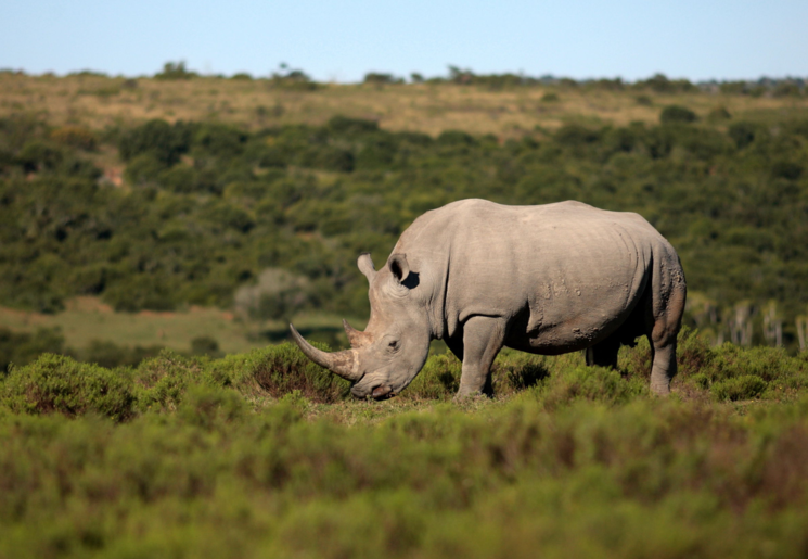 Mooie natuur met de altijd bijzondere neushoorns, Zuid-Afrika