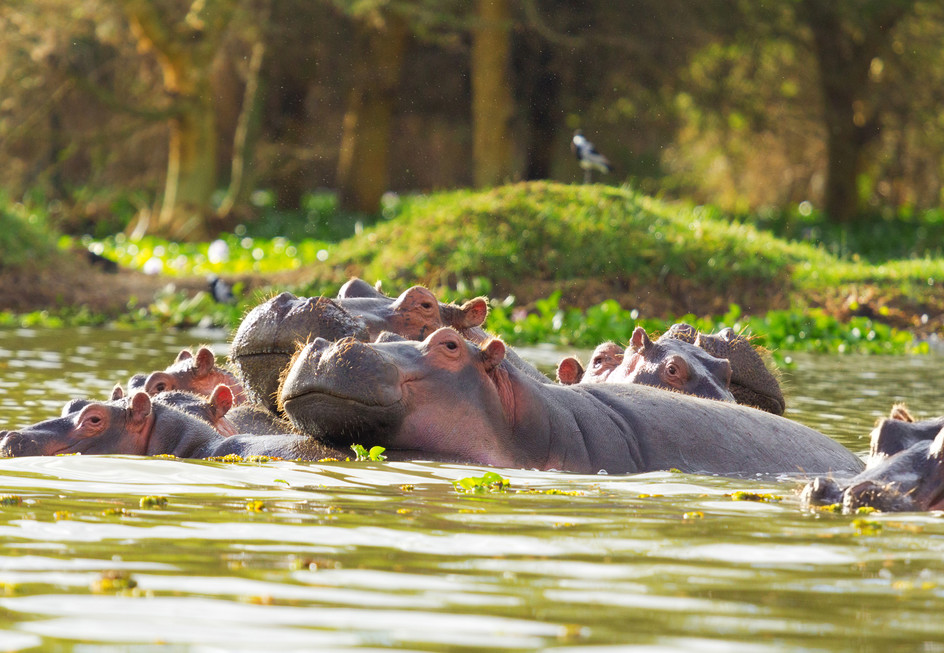 Een groepje nijlpaarden in het water, Zuid-Afrika