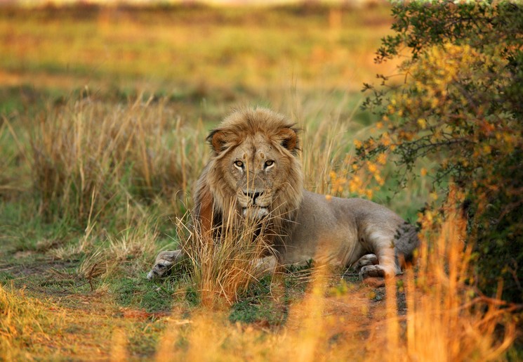 Deze leeuw houdt de wacht in de natuur, Zuid-Afrika