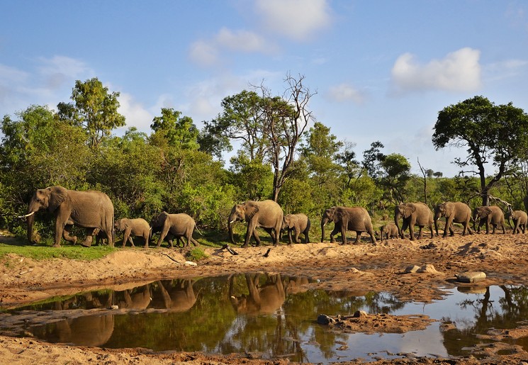 Olifanten spotten in de parken van Zuid-Afrika