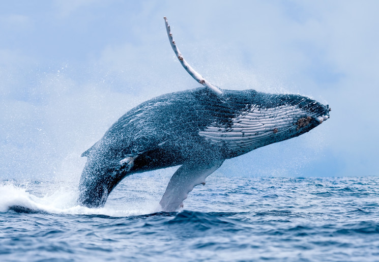 De walvis springt het water uit, Zuid-Afrika