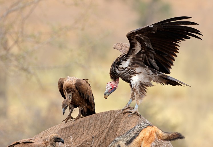 De gieren hebben honger, Zuid-Afrika