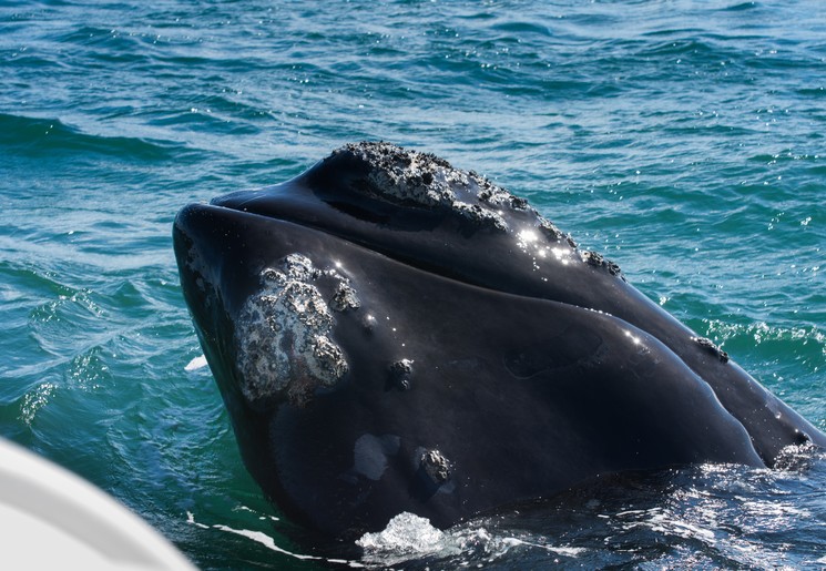 Walvissen spotten bij Hermanus