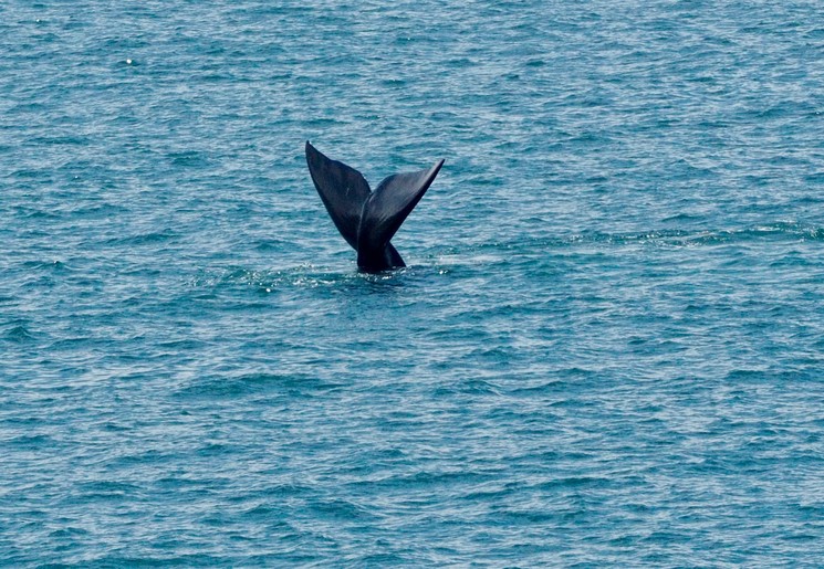 Walvissenstaart in Hermanus