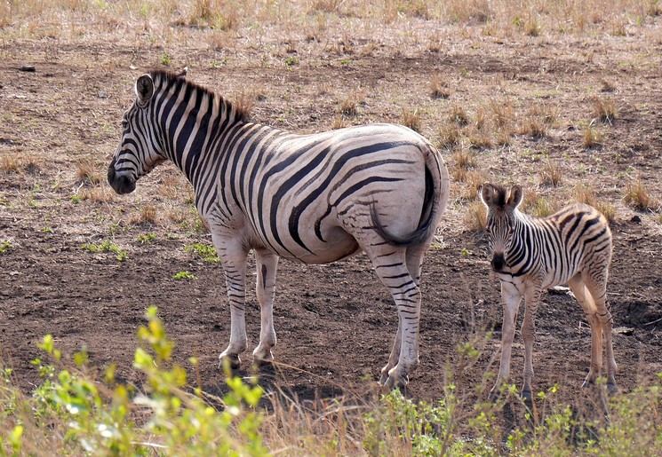 Zebra's bij Hluhluwe