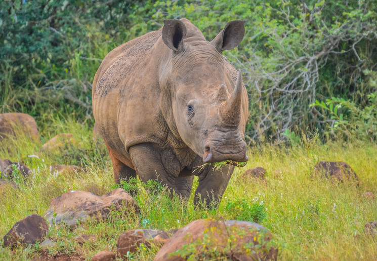 Big Five: Neushoorn in Zuid-Afrika