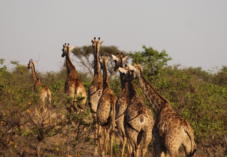 Opzoek naar giraffen in een safari park in Zuid-Afrika