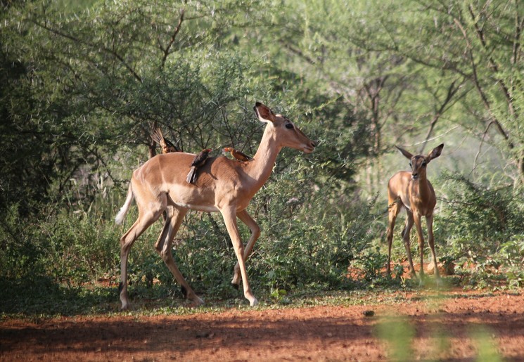 Zuid-Afrika-Limpopo-Impala Zuid-Afrika-Limpopo-Impala