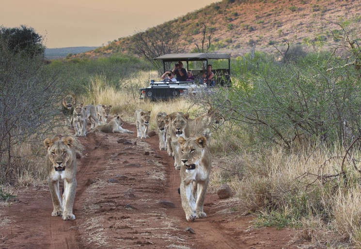 Big 5 spotten tijdens een safari in Afrika