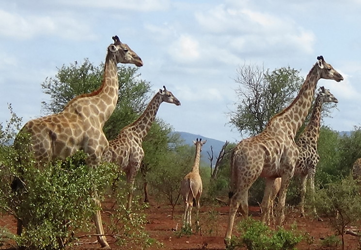 Zuid-Afrika-Mkuze-Game-Reserve-Giraf_1_348696