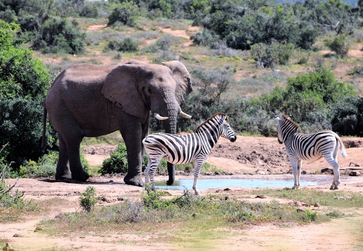 Olifant en Zebra's in Zuid-Afrika