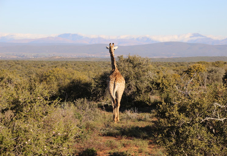 Zuid-Afrika-Oudtshoorn-Giraf