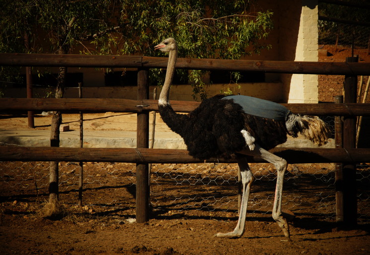 Zuid-Afrika-Oudtshoorn-Struisvogel1_3_346068