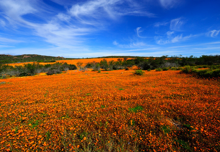 Bloemenzee in Namaqua Zuid-Afrika