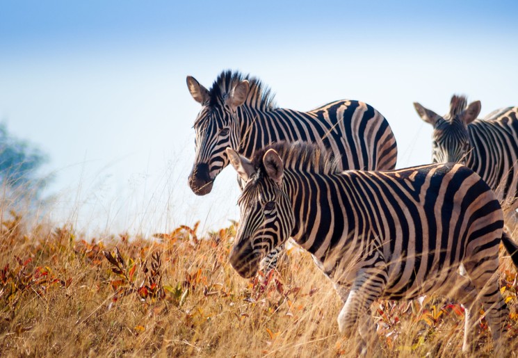 Zebra's in Mlilwane, eSwatini