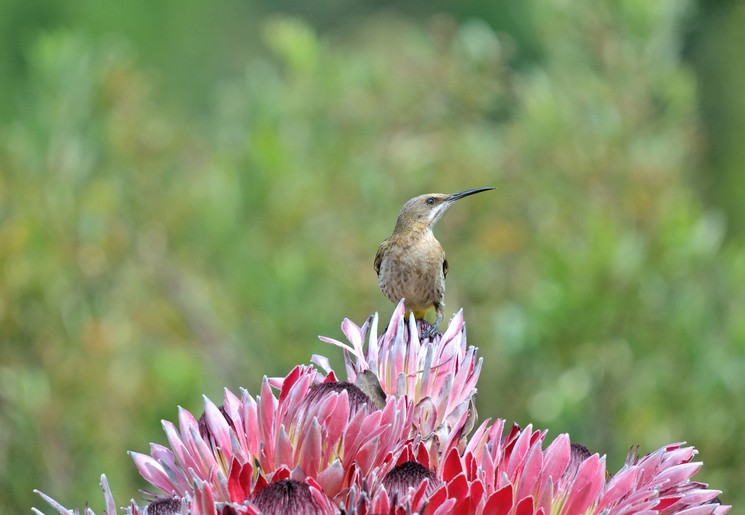 Een vogel om de mooie protea bloem, Zuid-Afrika