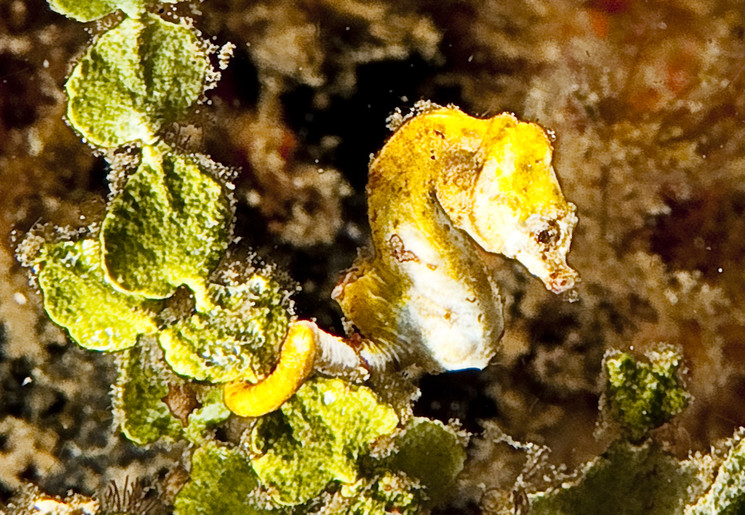 Zeepaardje Zeepaardje