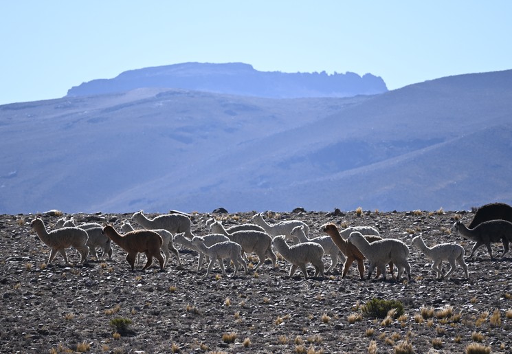 Alpaca's in Peru