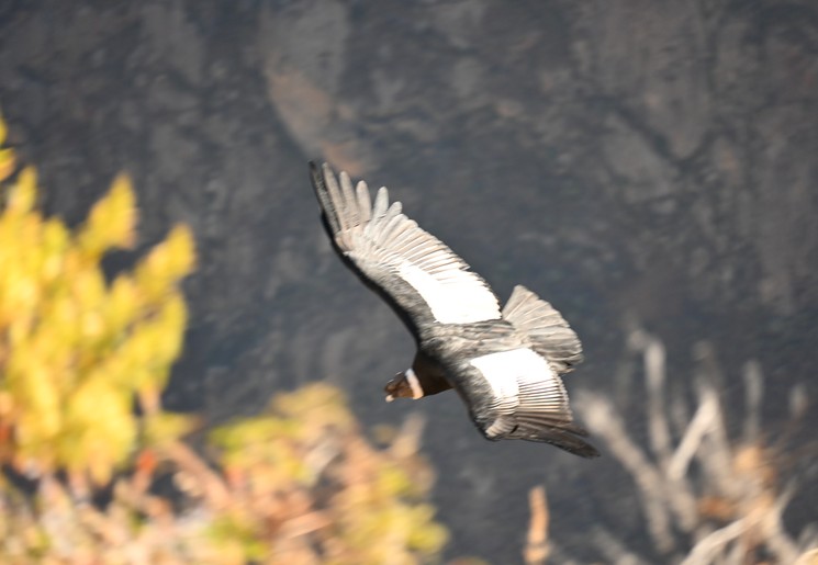 Andescondor in Peru