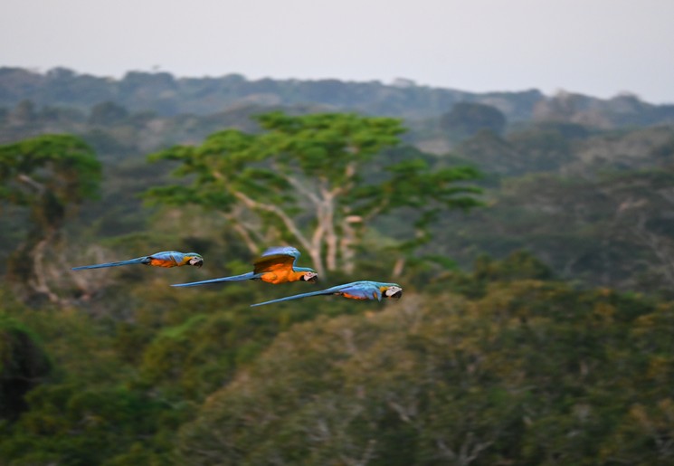 Blauwgele ara in Peru