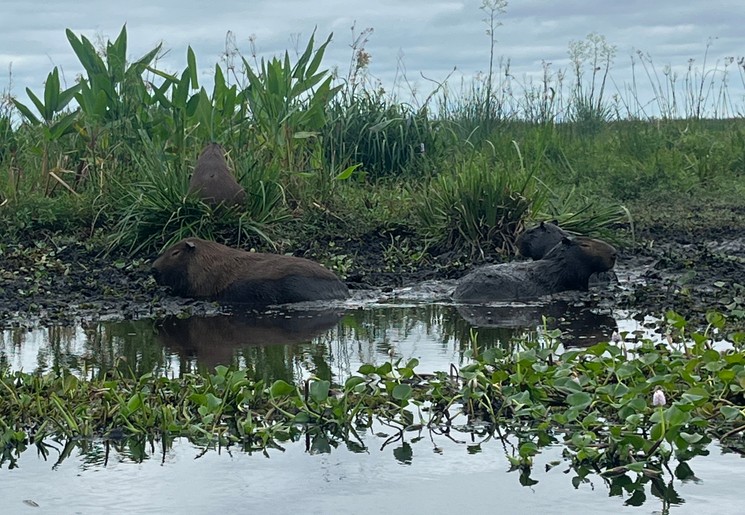 Capibara spotten in Esteros Del Iberá