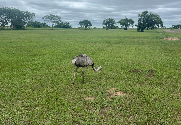 Nandu (kleine struisvogel) in Esteros Del Iberá, Argentinië