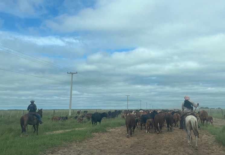 Paardexcursie in Esteros Del Ibera, Argentinië