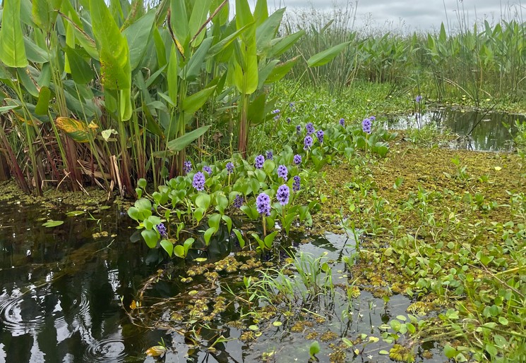 Argentinië wetlands
