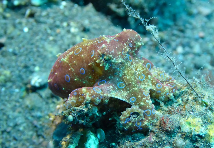 oktopus bij Tulamben, Bali oktopus bij Tulamben, Bali