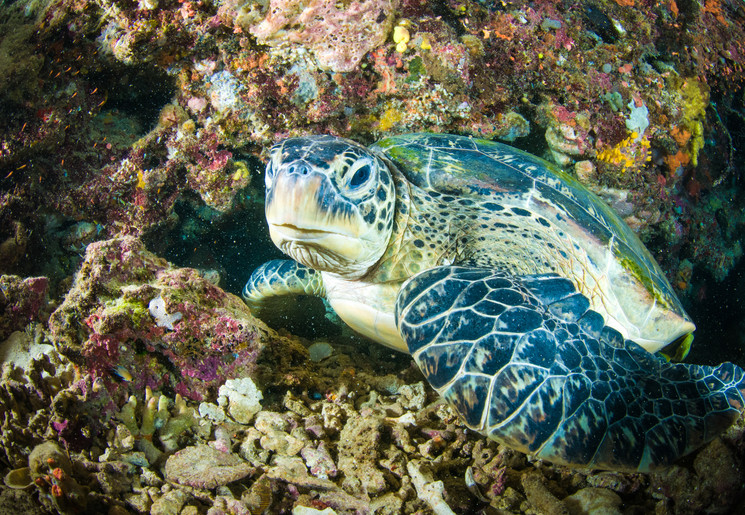 bali-schildpad-indonesie-mooi bali-schildpad-indonesie-mooi