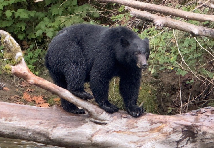 Spot beren bij Vancouver Island