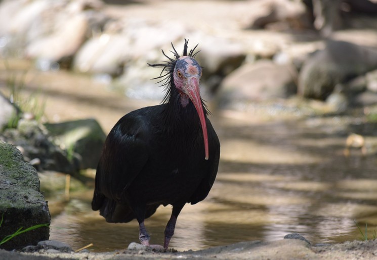 De heremetietibis leeft in Swaziland