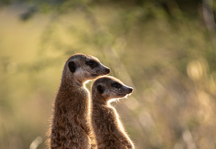 Stokstaartjes spotten tijdens deze familiereis in Kgalagadi Transfrontier Park