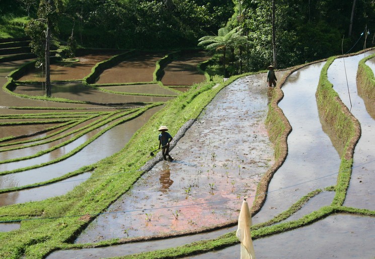 boeren-op-rijstterrassen-bij-Blimbing