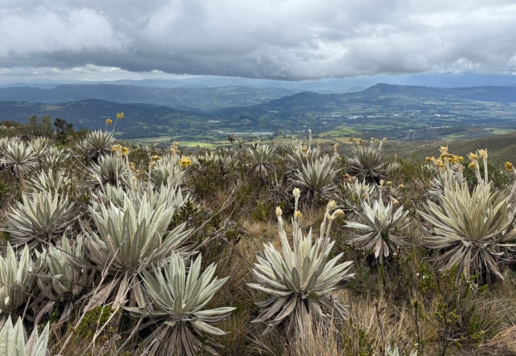 Een bijzondere plant in Chingaza National Park, de frailejón